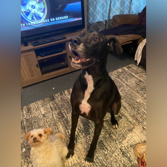 Meet your Posher, Lauren!! - Picture 8 of 10